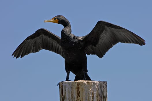 Taken during a kayak trip through the Everglades in South Florida.