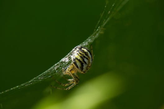 young zebra spider
