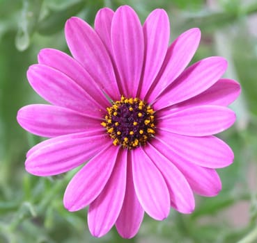 Purple Daisy