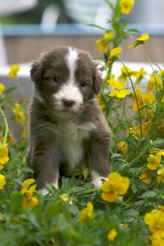 Bearded Collie Puppy