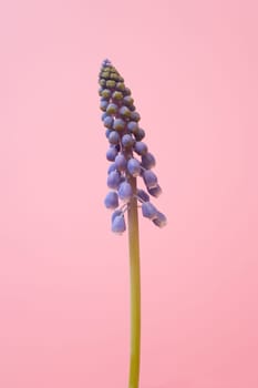 Grape hyacinth on pink background