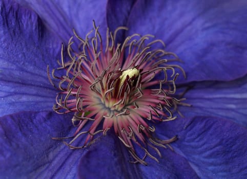 Clematis Flower