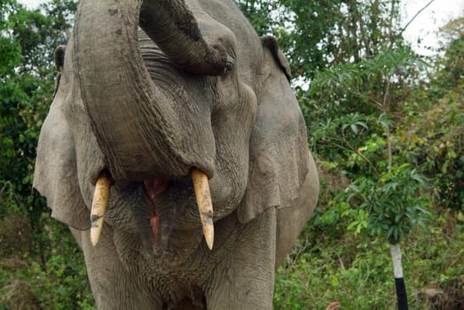 elephant