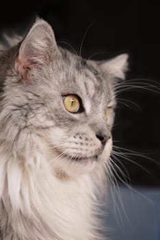 Main Coon Pedigree Cat