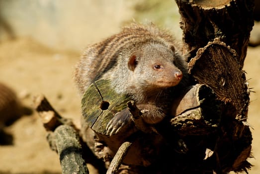 zebra mongoose