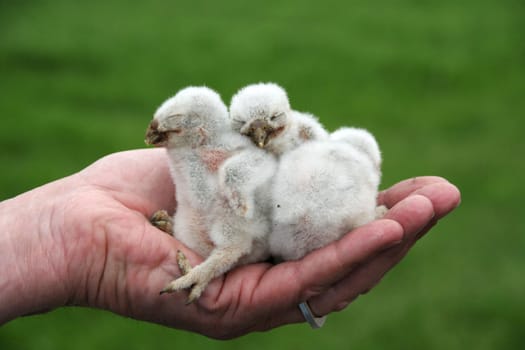 MiniStone Owl