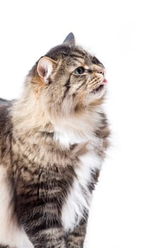 Siberian Forest Cat