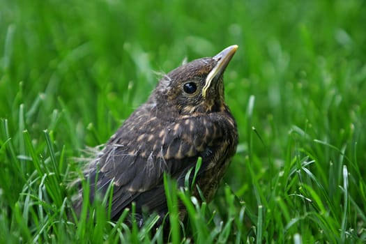 Blackbird chick