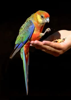 We met this almost tame Rosella in the Gloucester National Park near Pemberton.