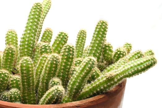 Cactus 03