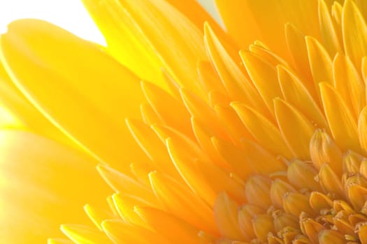Ragdoll Sunflower background