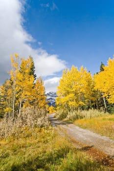 Autumn Fall Colors