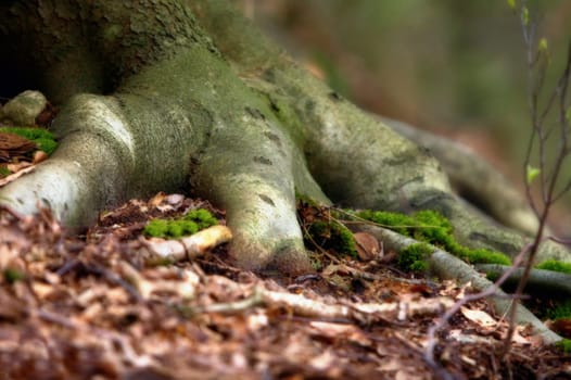 Tree roots on the forest floor