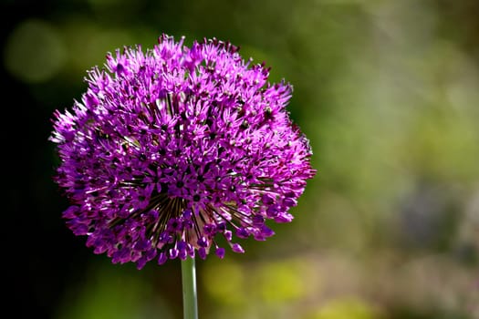 Allium