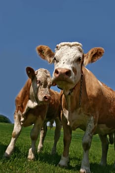 Cattle