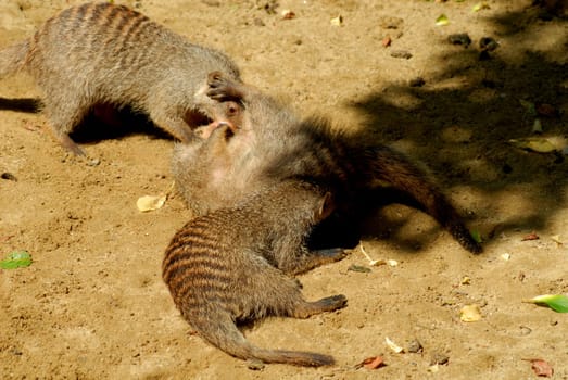Zebra mongoose
