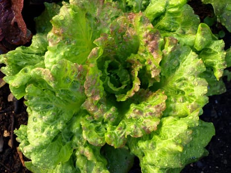 Salad