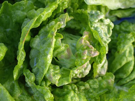 Salad