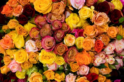 Roses 1