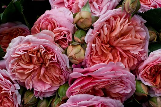 Roses 3