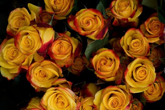 Roses 4