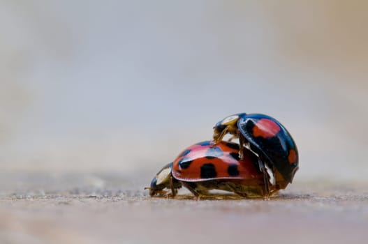 Ladybird
