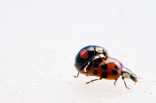 Ladybug 3