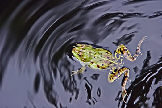 Frog