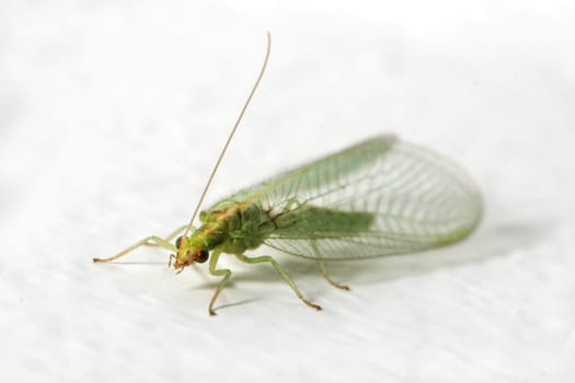 Lacewing