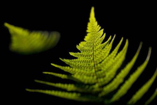 abstracted light