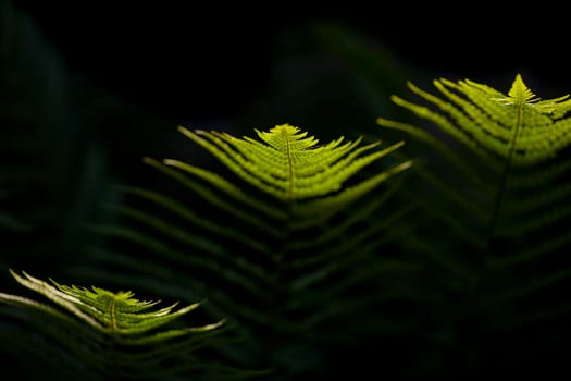 Shade plant