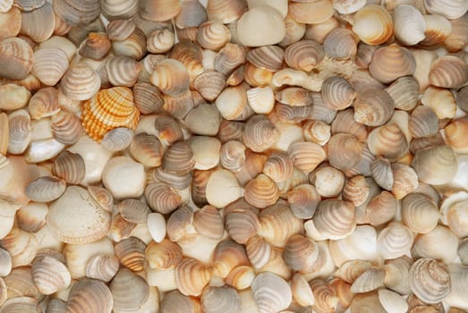 Seashell background