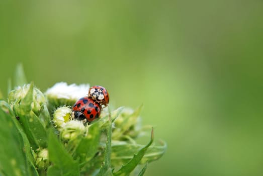 Ladybug in action