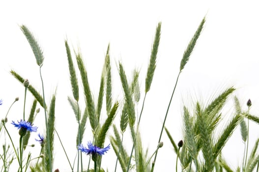 Cornflowers 5