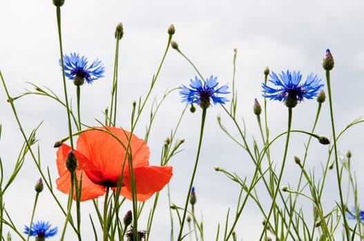 Poppy 3
