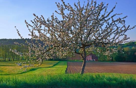 La vielle Ferme en printemps