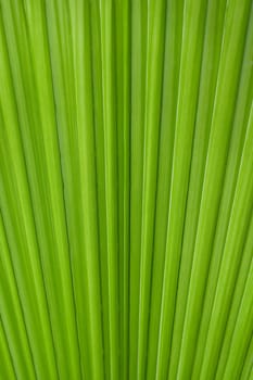 Palm Leaf