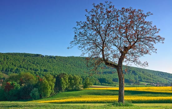 The spring tree in the Leimental