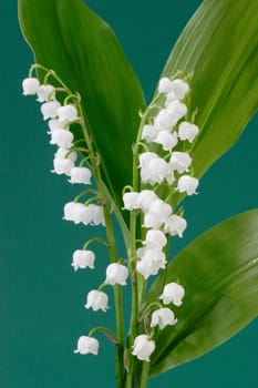 Convallaria Majalis