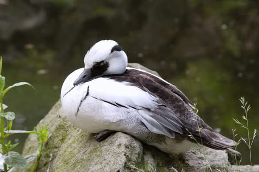 Mandarin duck (Aix galericulata)