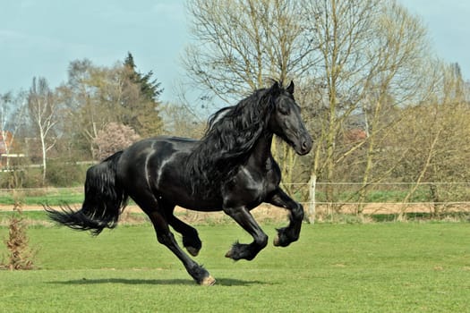 Frisian
