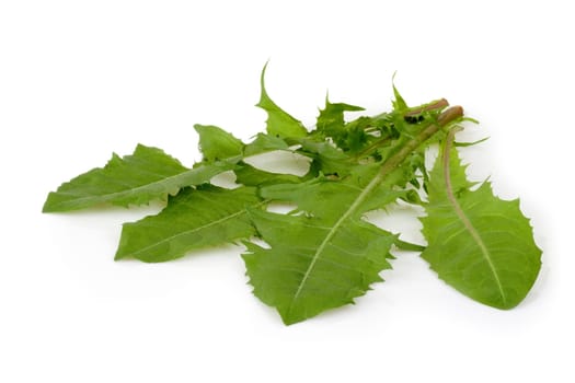 Dandelion Leaves