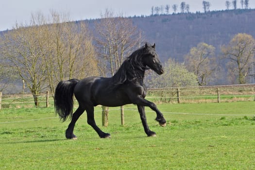Frisian