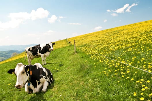 Cows 7