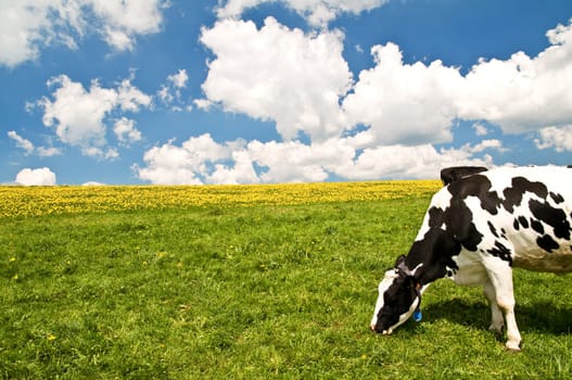 Cows 8