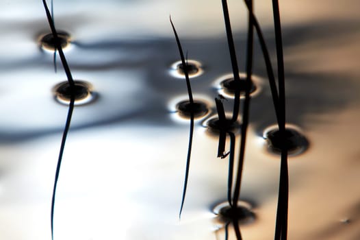 Zen on Water - Reeds in the pond