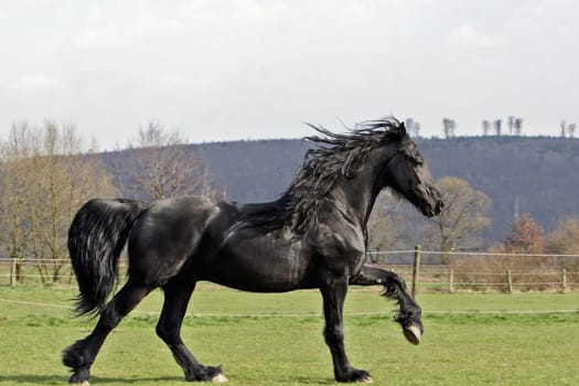 Frisian