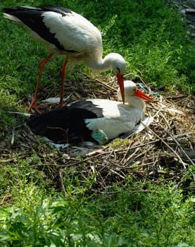storks