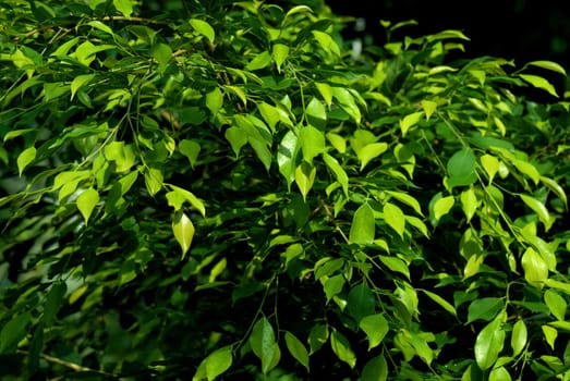 ficus benjamin