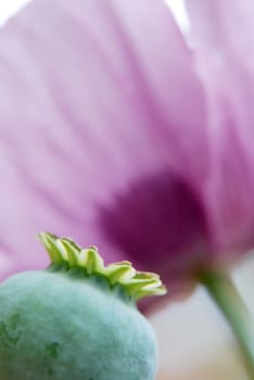 Poppies